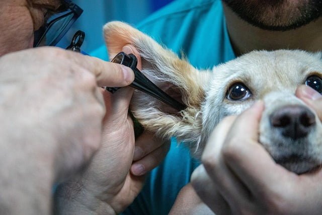animal treatment