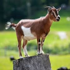 goat