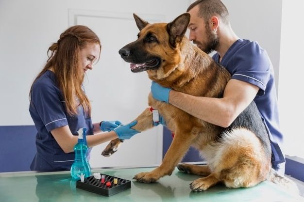 Doctor and the animal