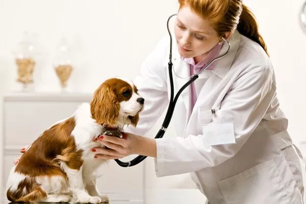 Doctor and the animal